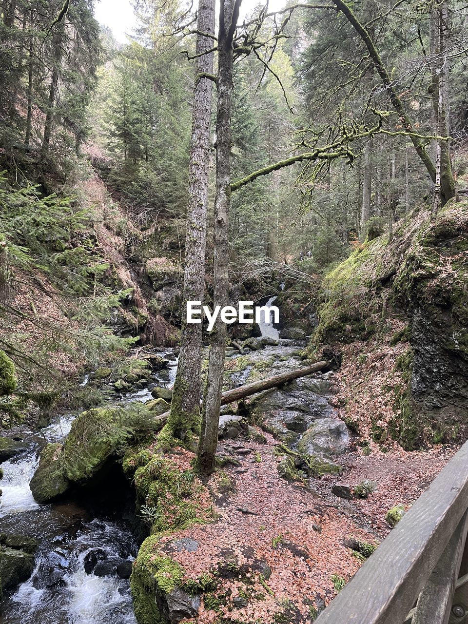 plant, tree, nature, water, day, no people, growth, high angle view, beauty in nature, flower, land, stream, tranquility, outdoors, forest, scenics - nature, rock, green, non-urban scene, moss, tranquil scene, river, waterfall