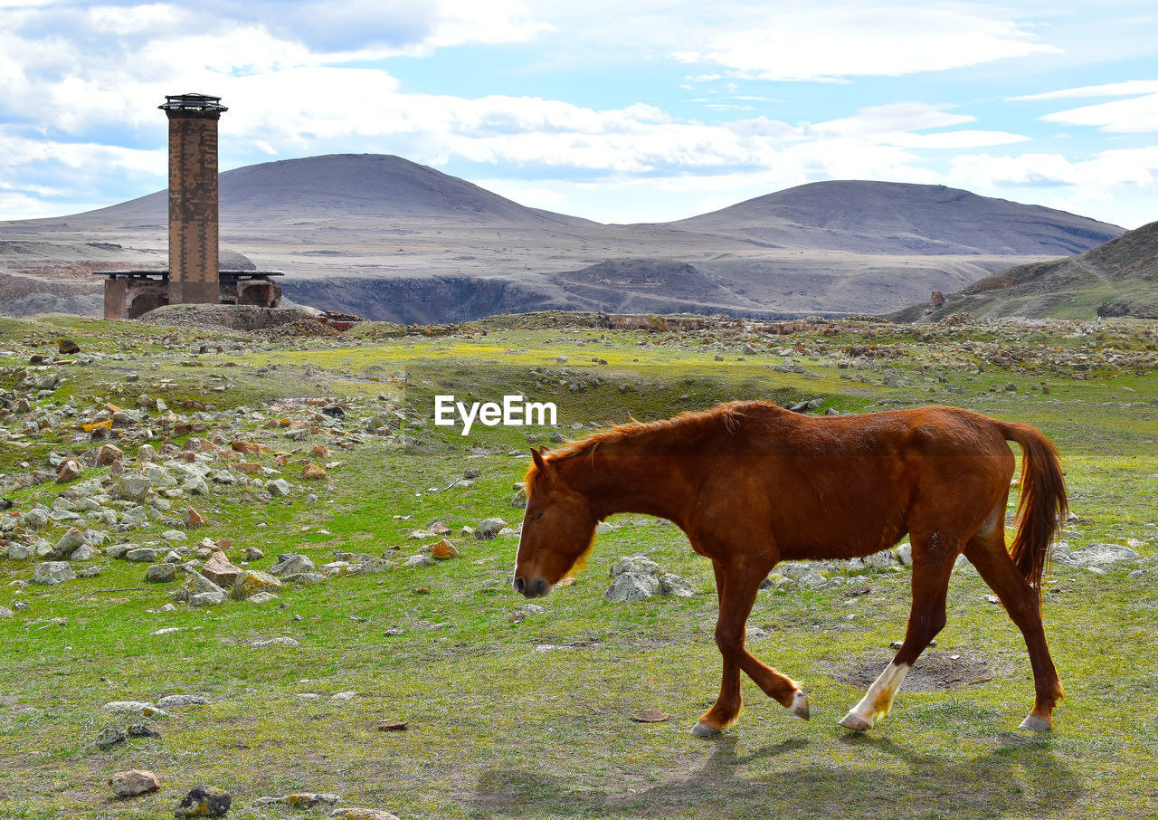 Horse in a field