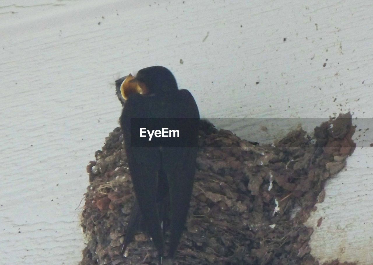 BIRD PERCHING ON TREE