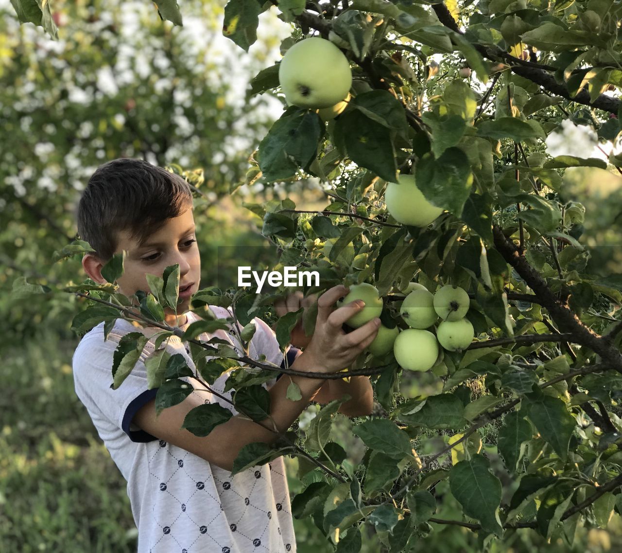 Boy plucks the first apples in his garden 