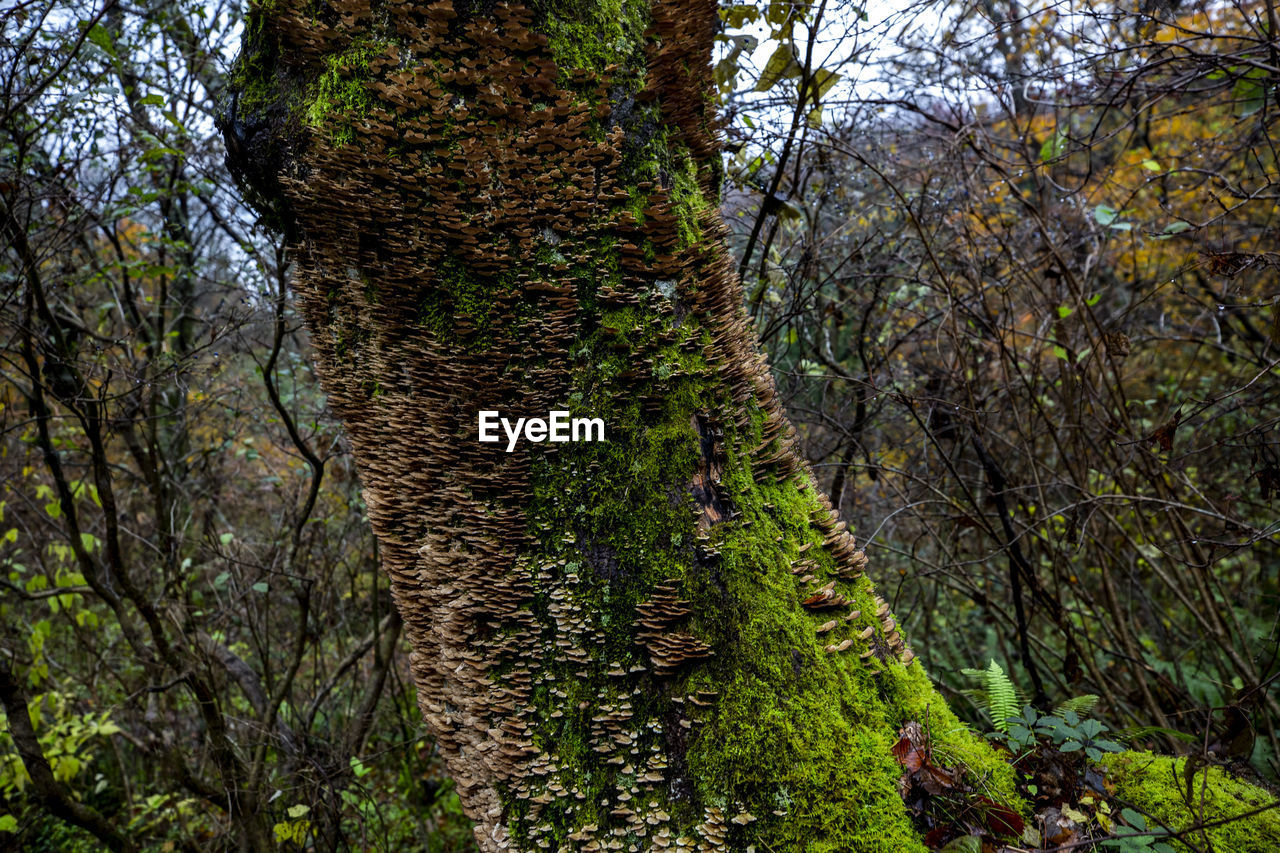 Scenic view of forest