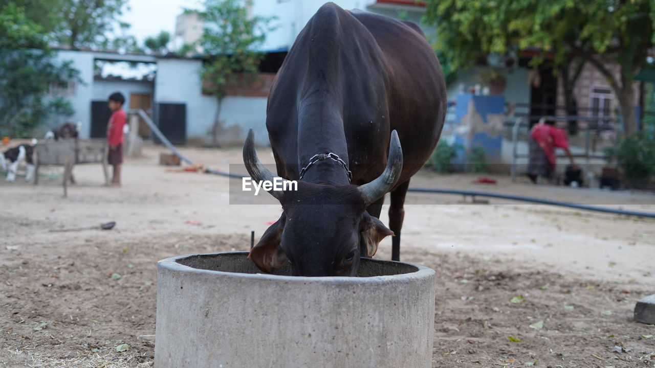 mammal, animal, animal themes, domestic animals, animal wildlife, livestock, one animal, focus on foreground, pet, bull, cattle, day, nature, outdoors, agriculture, animal body part, zoo, horned, plant, city, architecture