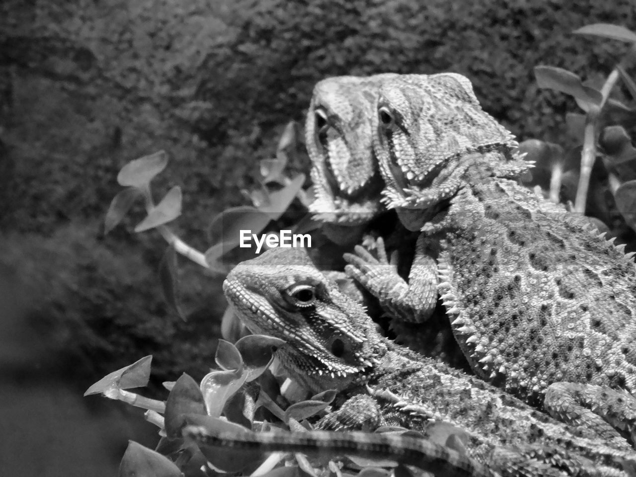 black and white, animal themes, animal, reptile, animal wildlife, monochrome, wildlife, monochrome photography, nature, lizard, no people, one animal, day, focus on foreground, iguana, animal body part, outdoors, close-up, plant