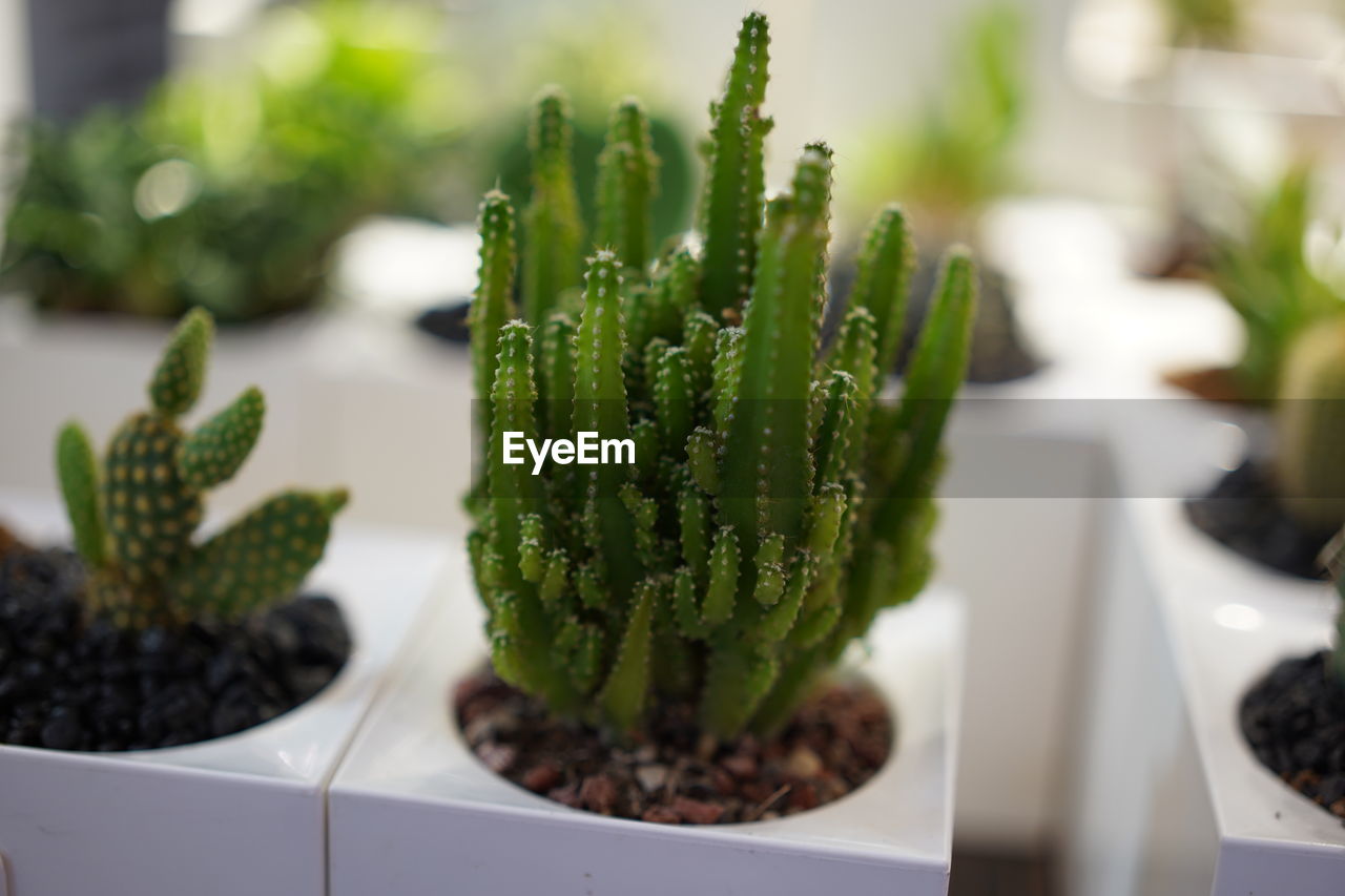 CLOSE-UP OF CACTUS IN PLATE