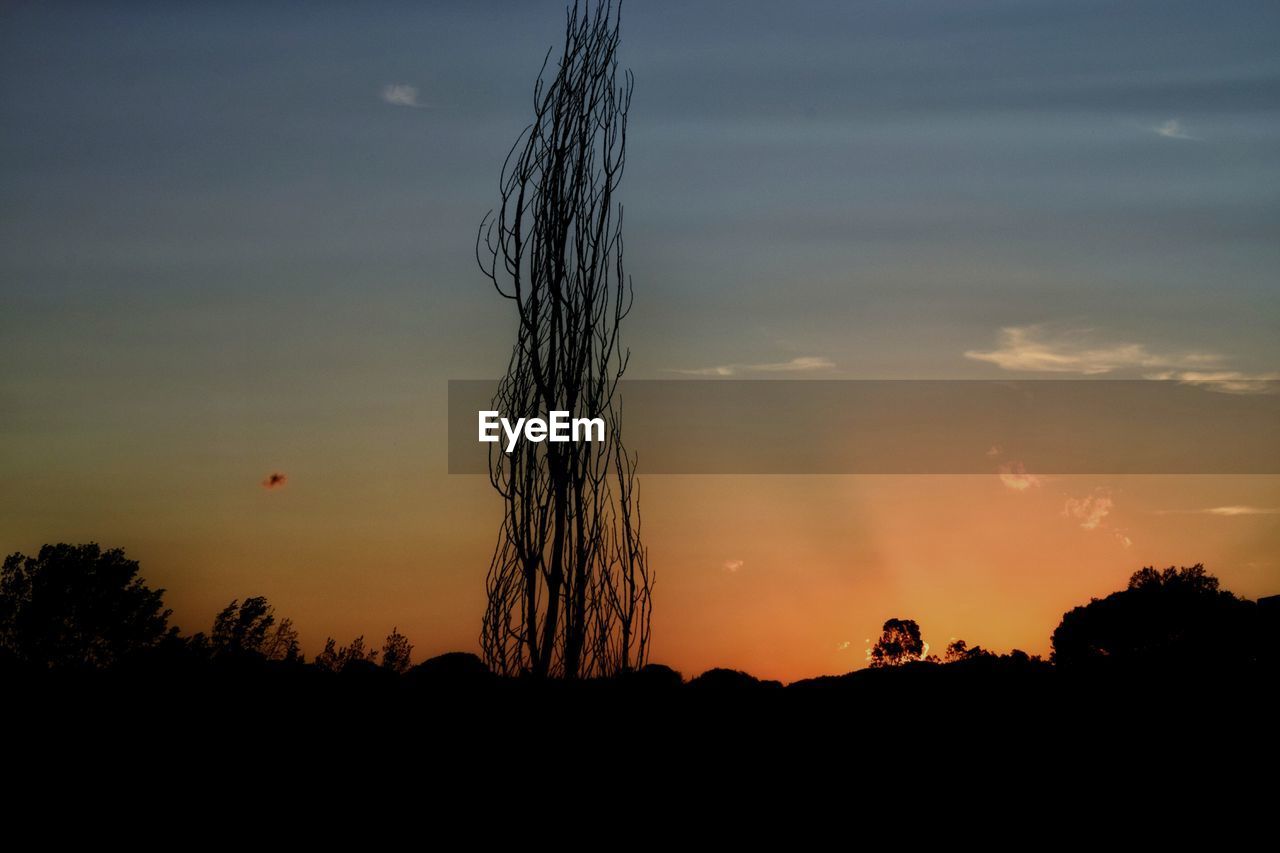 Silhouette trees against sky during sunset