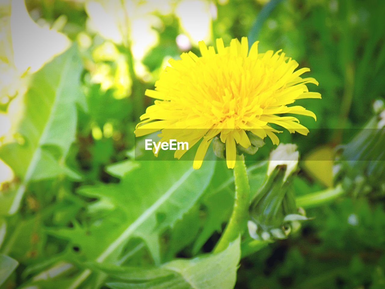 CLOSE-UP OF YELLOW FLOWER GROWING IN FIELD