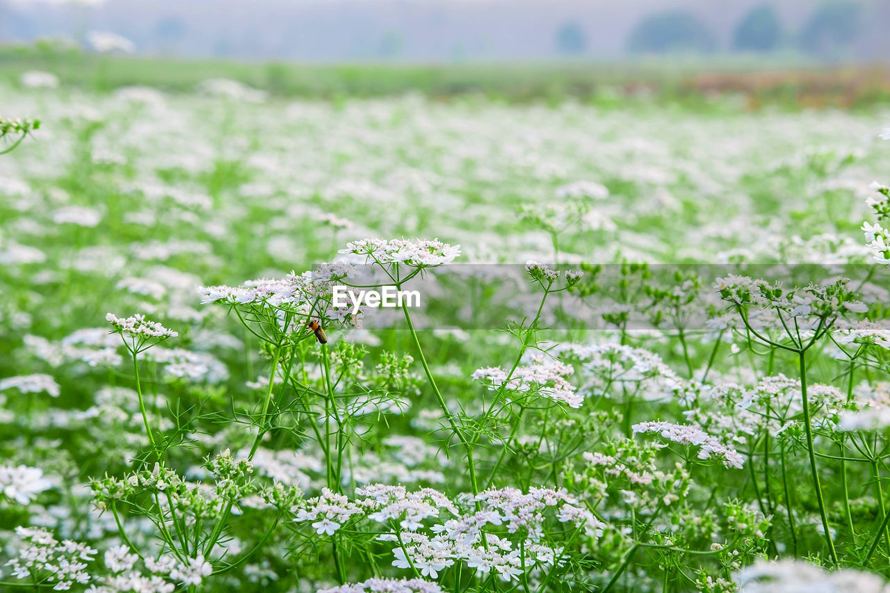 WHITE FLOWERING PLANTS ON LAND