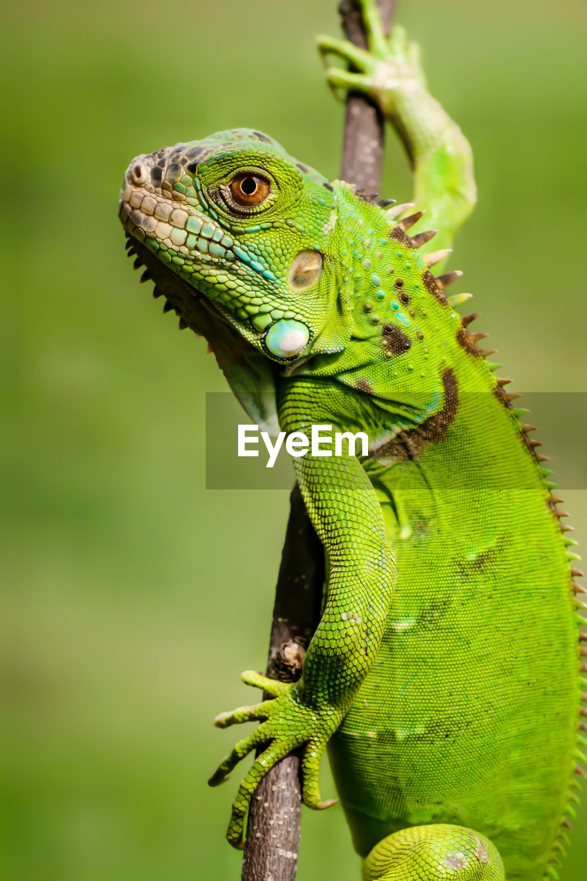 CLOSE-UP OF A LIZARD ON A LEAF