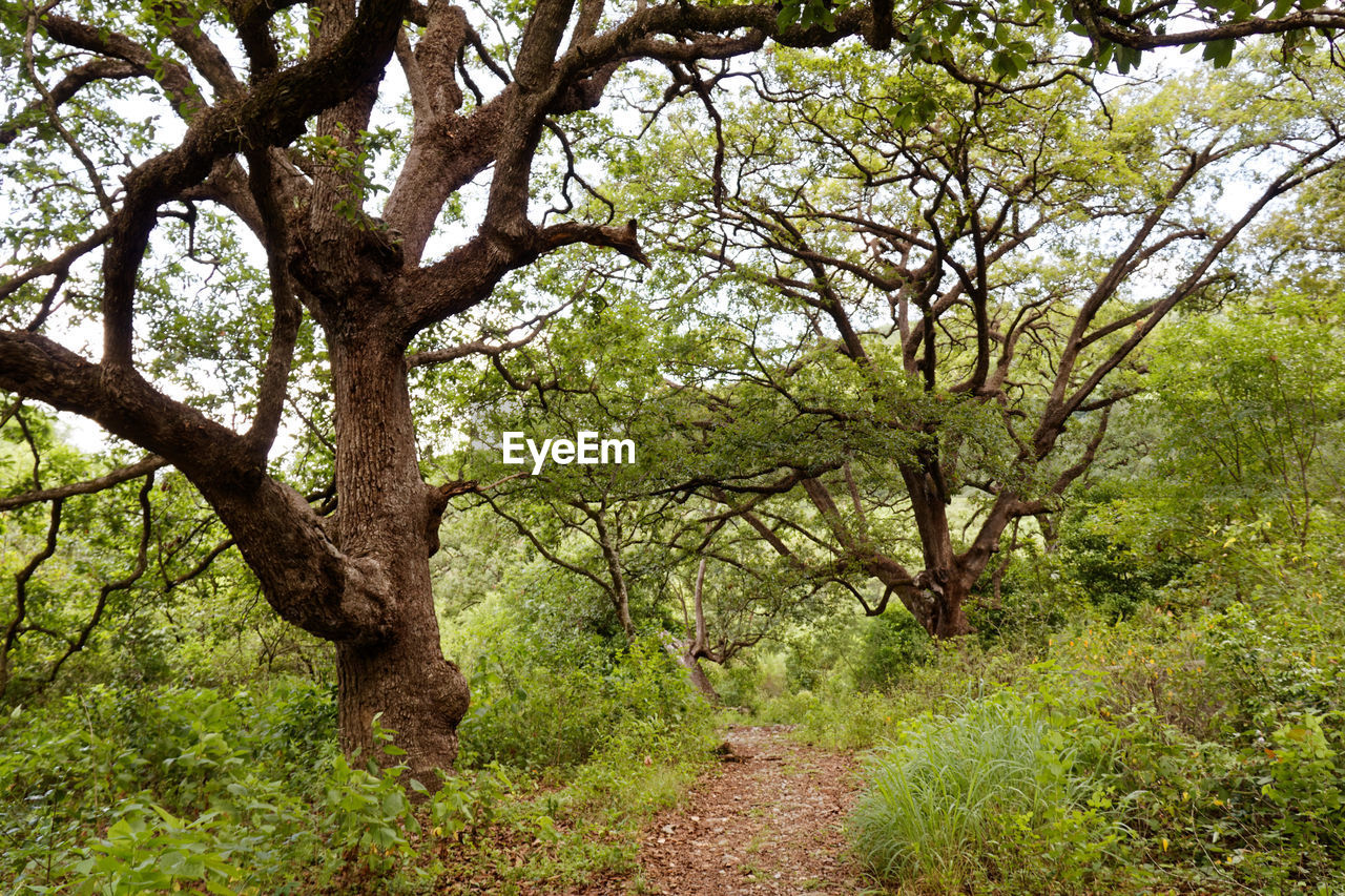 Trees in forest