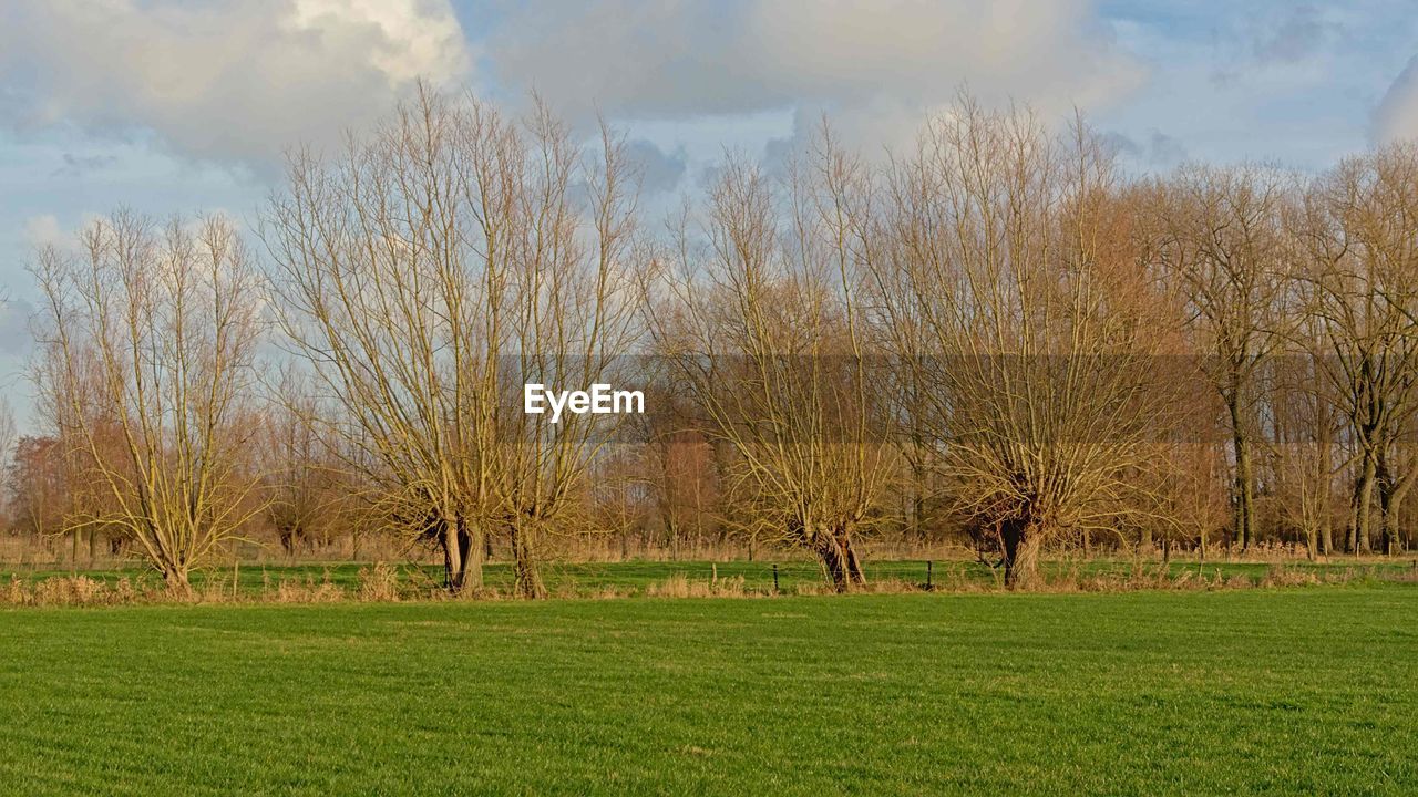 TREES ON FIELD AGAINST SKY