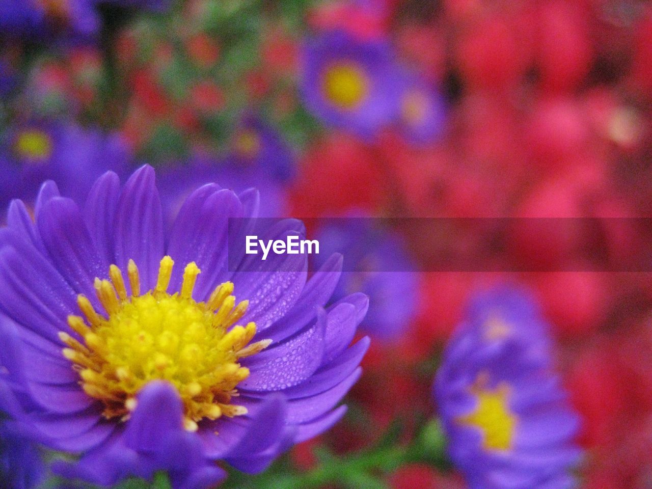 Close-up of violet color flower