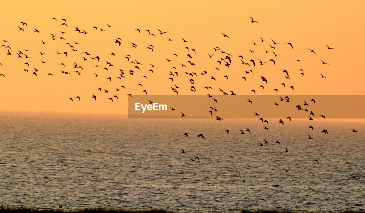 FLOCK OF BIRDS FLYING IN SEA