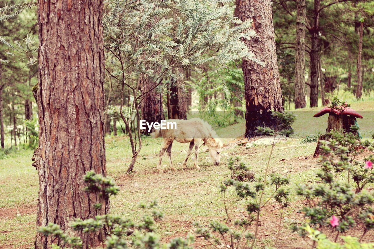 VIEW OF FOREST