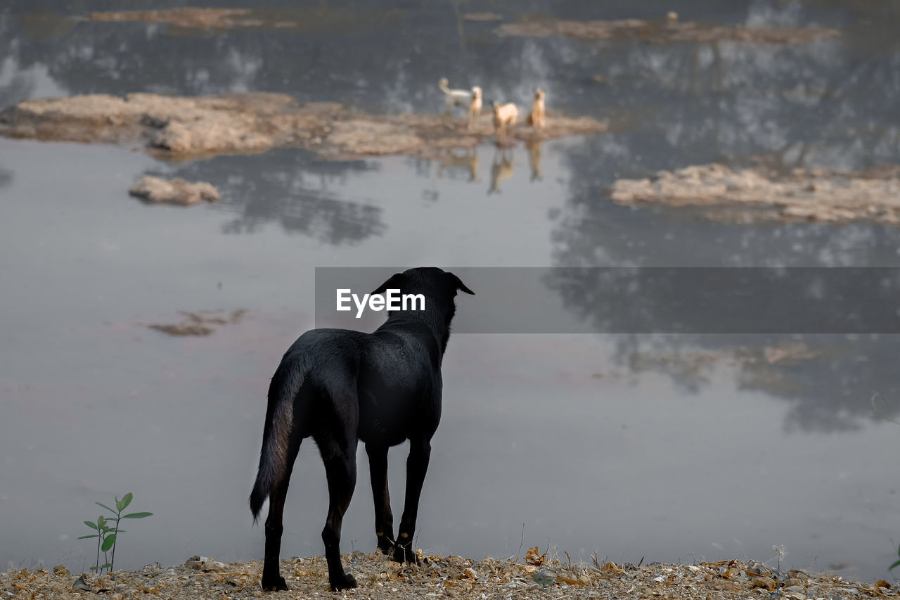 Animal wildlife, one black dog versus three dogs in the river.