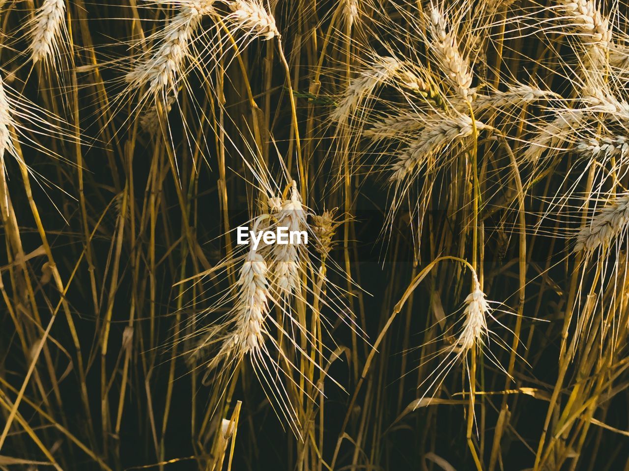 FULL FRAME SHOT OF WHEAT GROWING ON FIELD