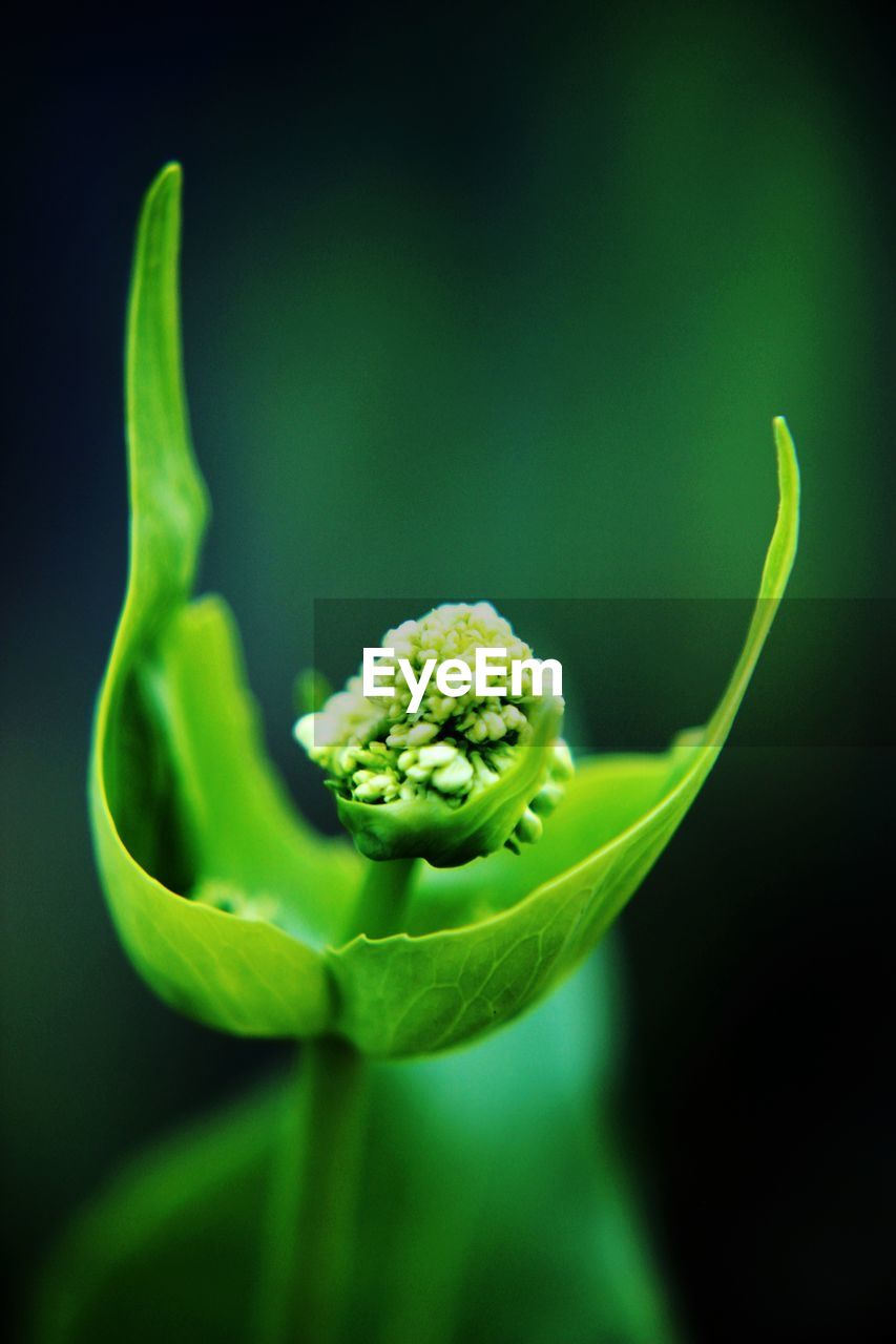 CLOSE-UP OF GREEN CHILI PEPPER AGAINST BLACK BACKGROUND