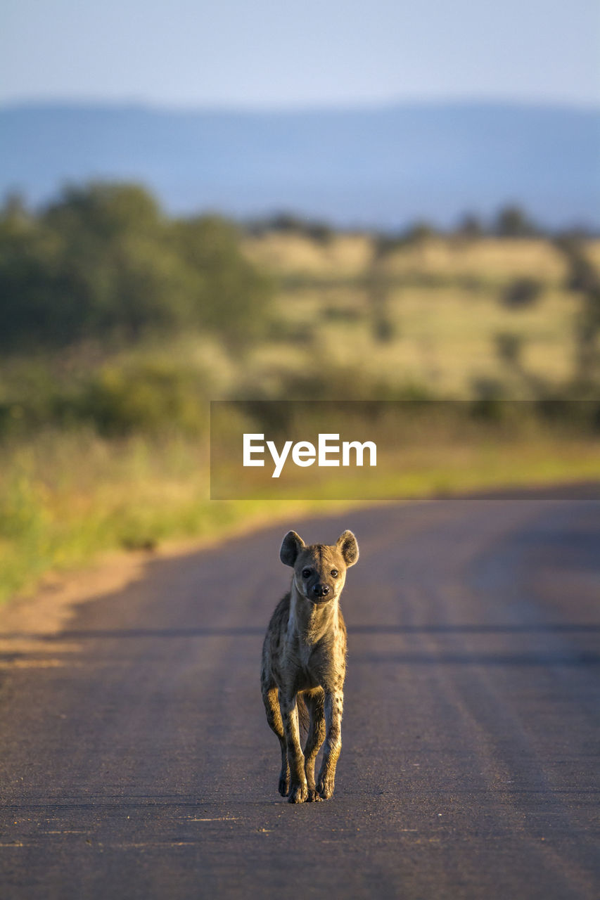 Hyena on road at national park