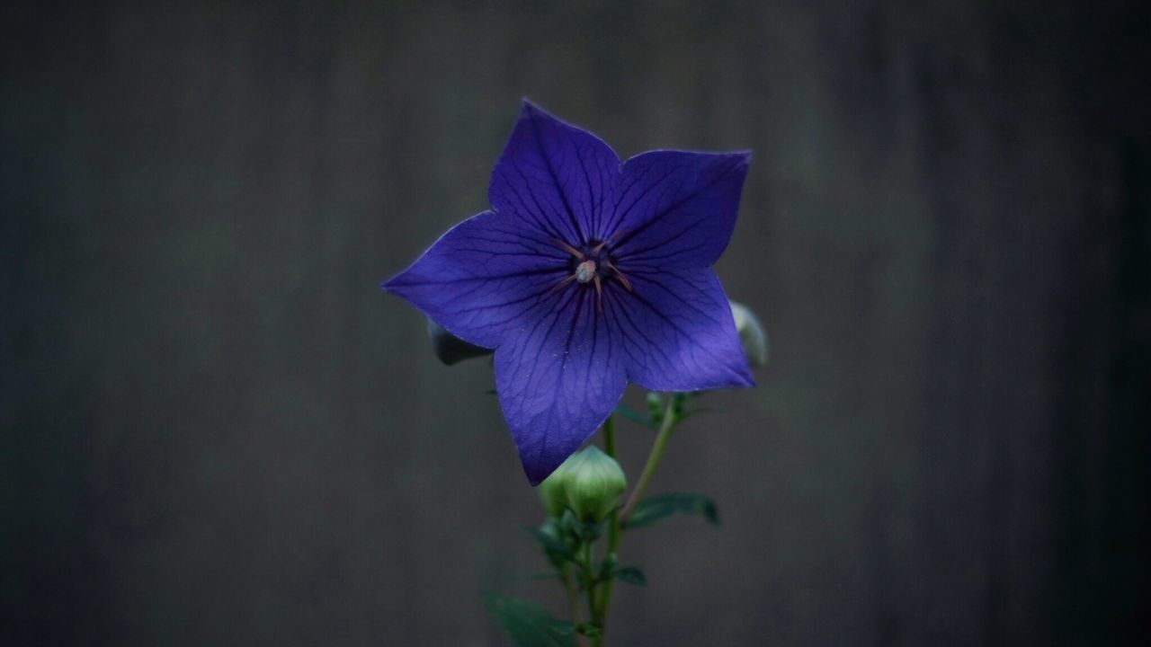 Close-up of purple flowering plant