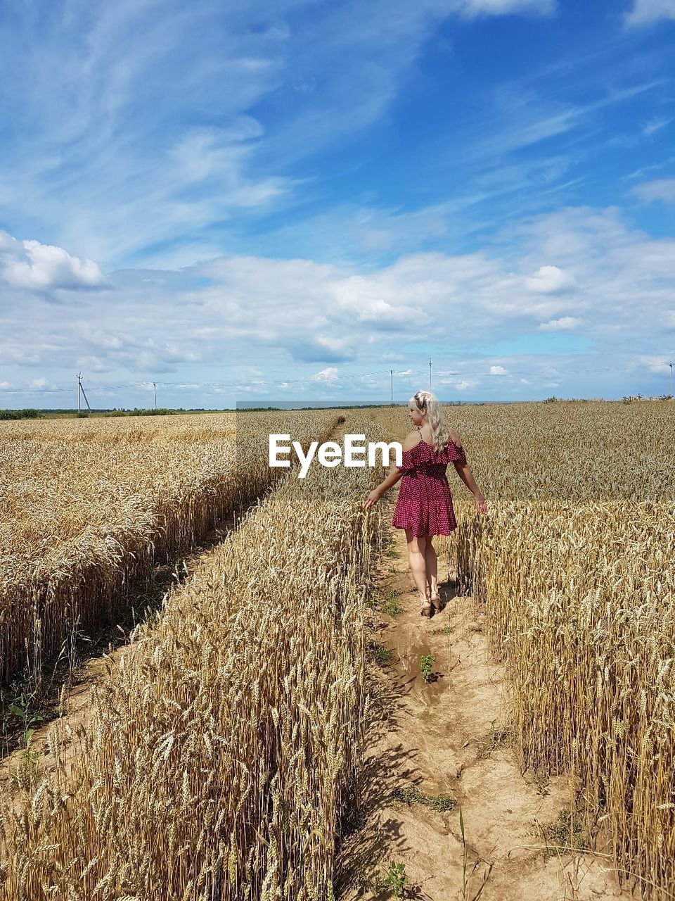 A girl is walking through a wheat field 