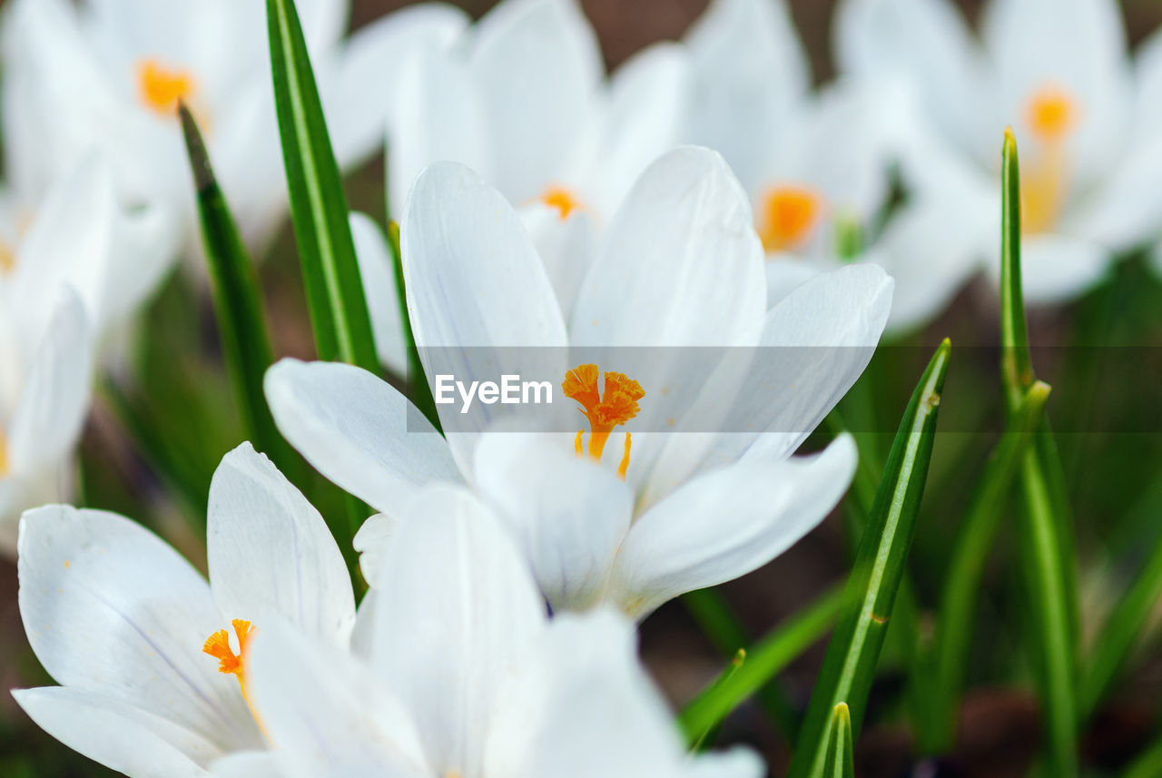 White crocuses flowering in spring, closeup