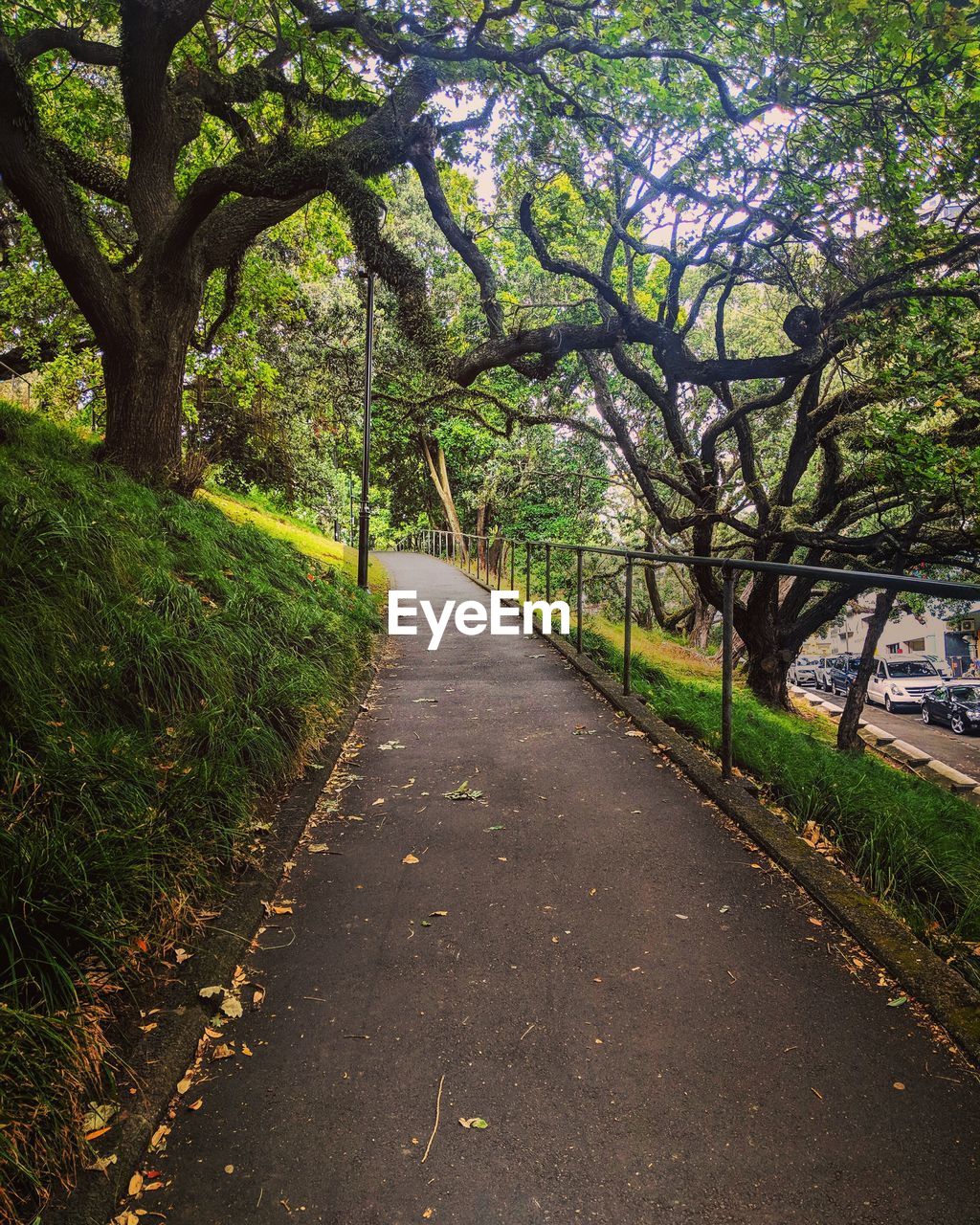 Empty road along trees