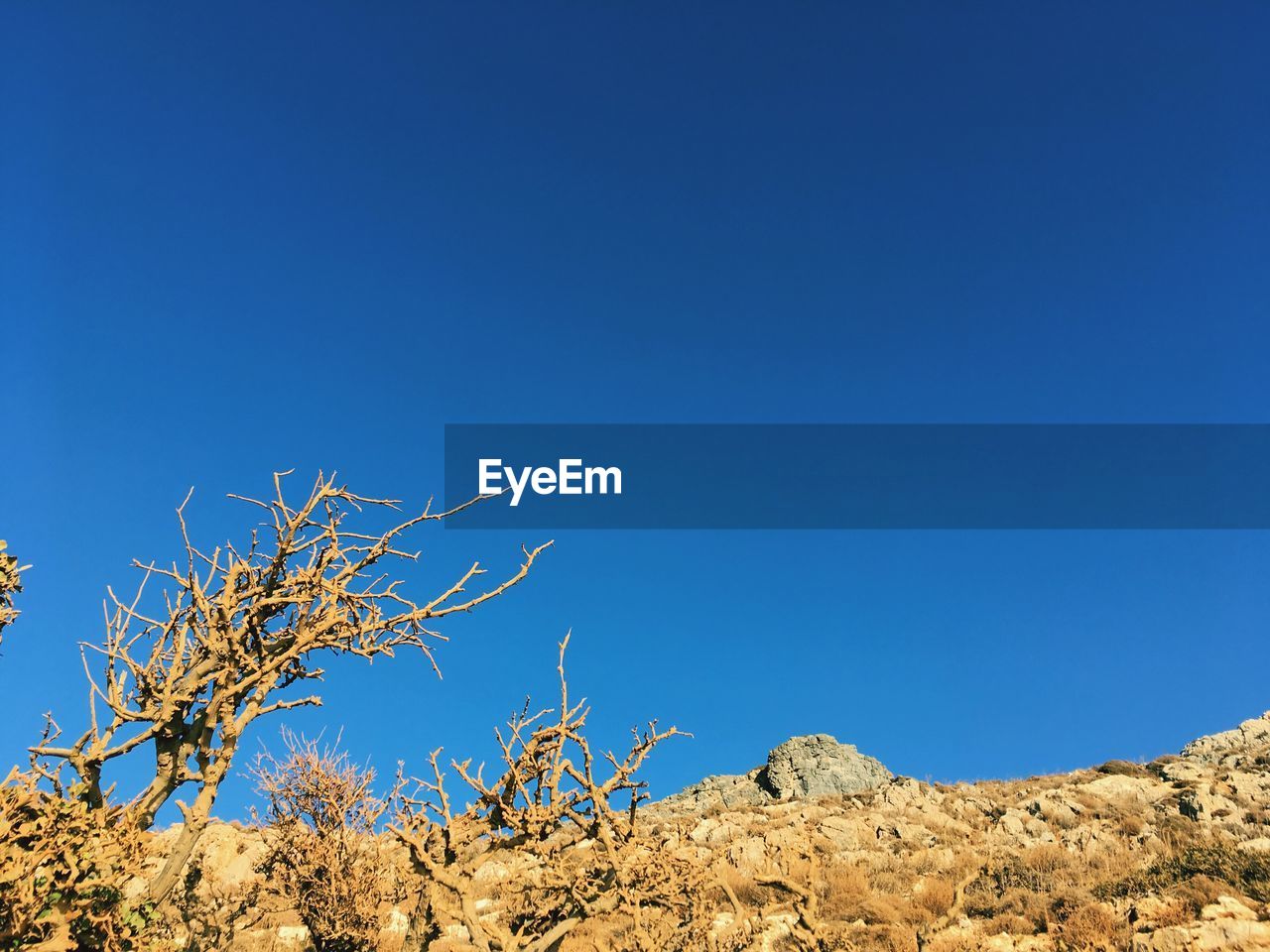 Low angle view of trees against clear blue sky