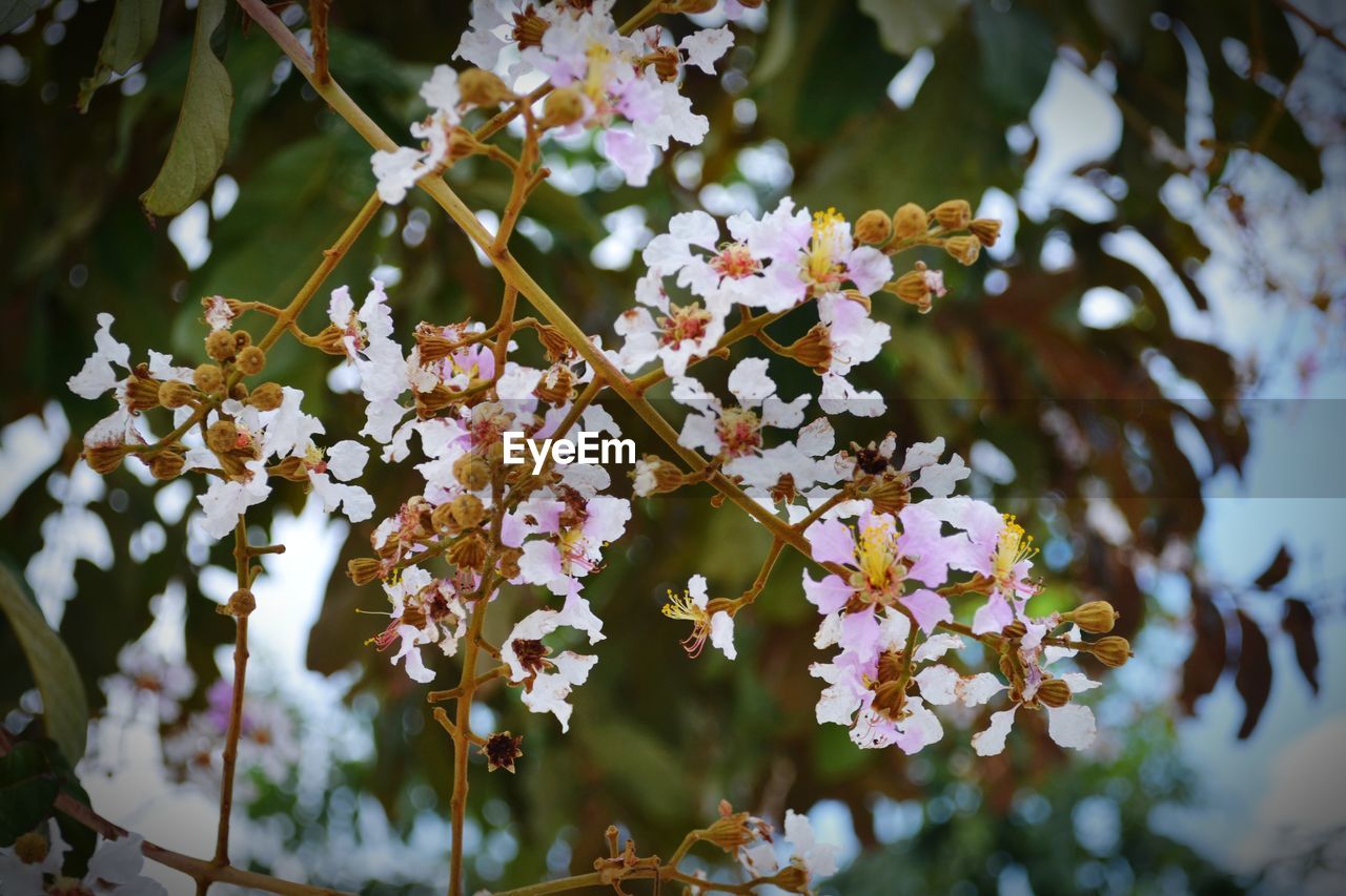 CHERRY BLOSSOMS IN SPRING