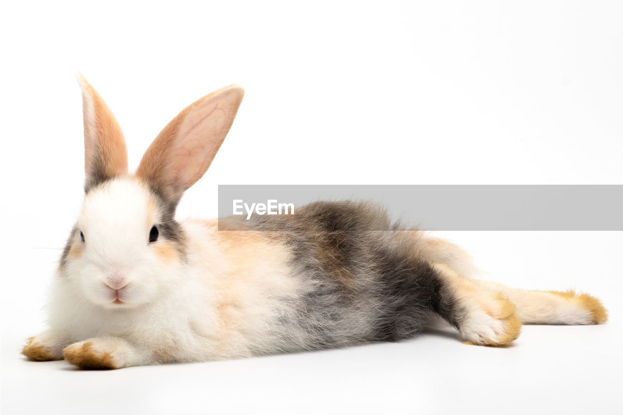 CLOSE-UP OF A RABBIT