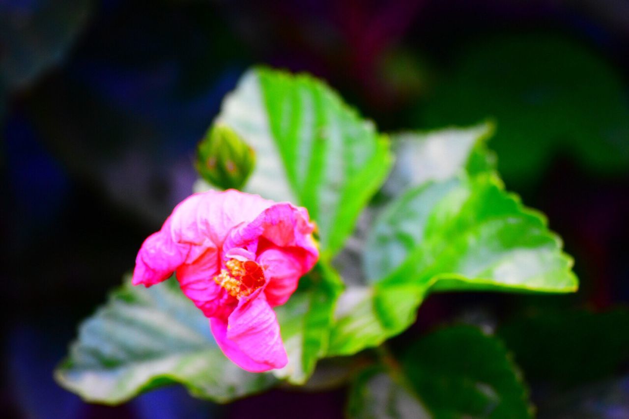 CLOSE-UP OF FRESH PINK FLOWER BLOOMING IN PARK