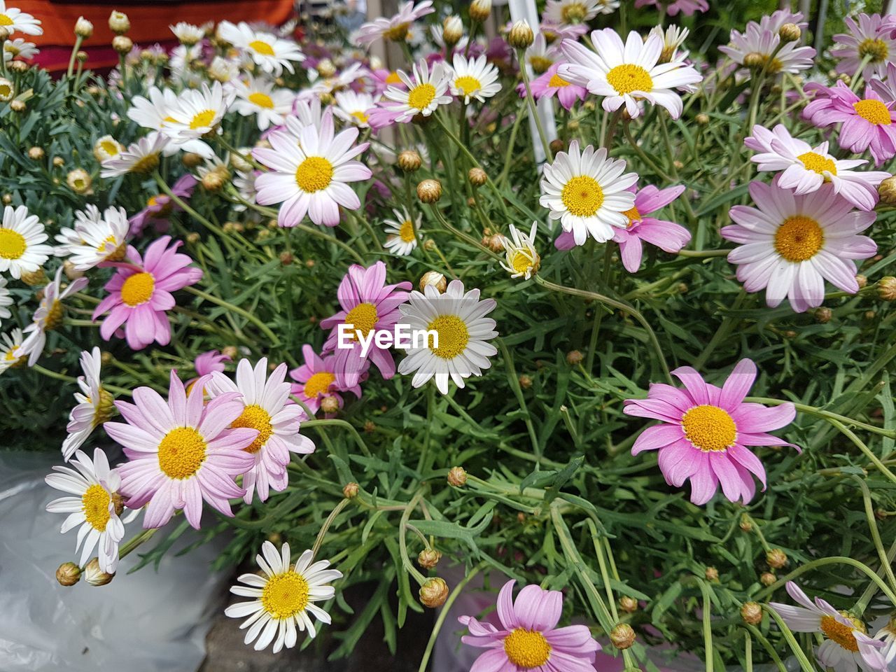 HIGH ANGLE VIEW OF FLOWERS BLOOMING ON FIELD