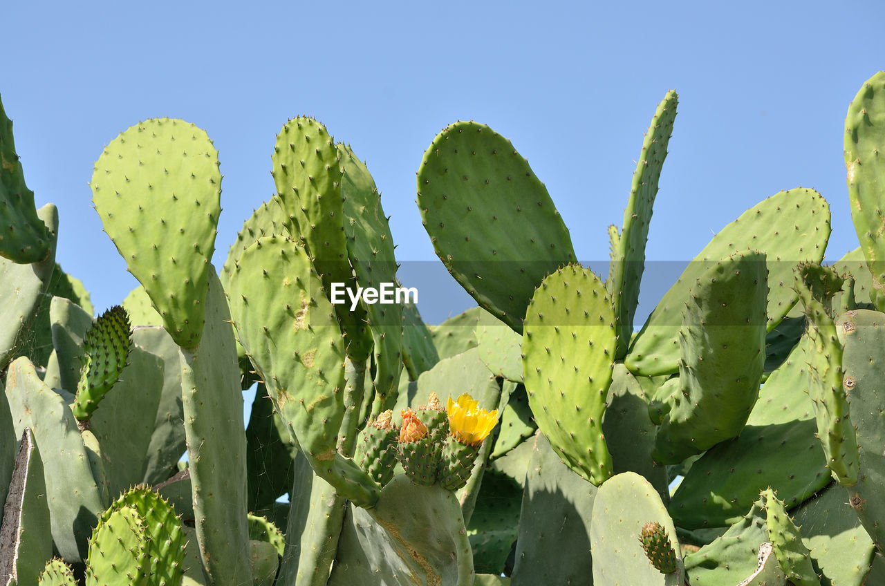 CLOSE-UP OF SUCCULENT PLANT GROWING ON CACTUS AGAINST SKY