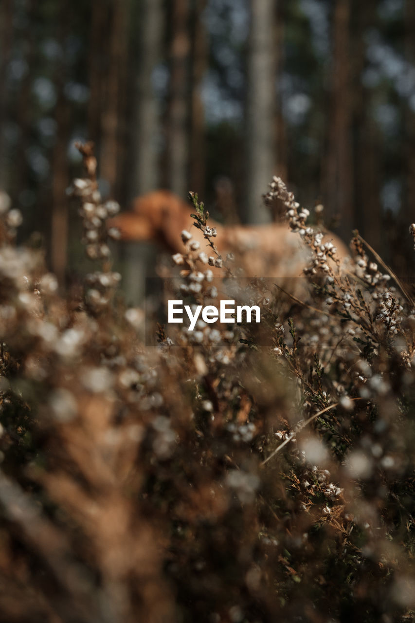 Close-up of plants in forest