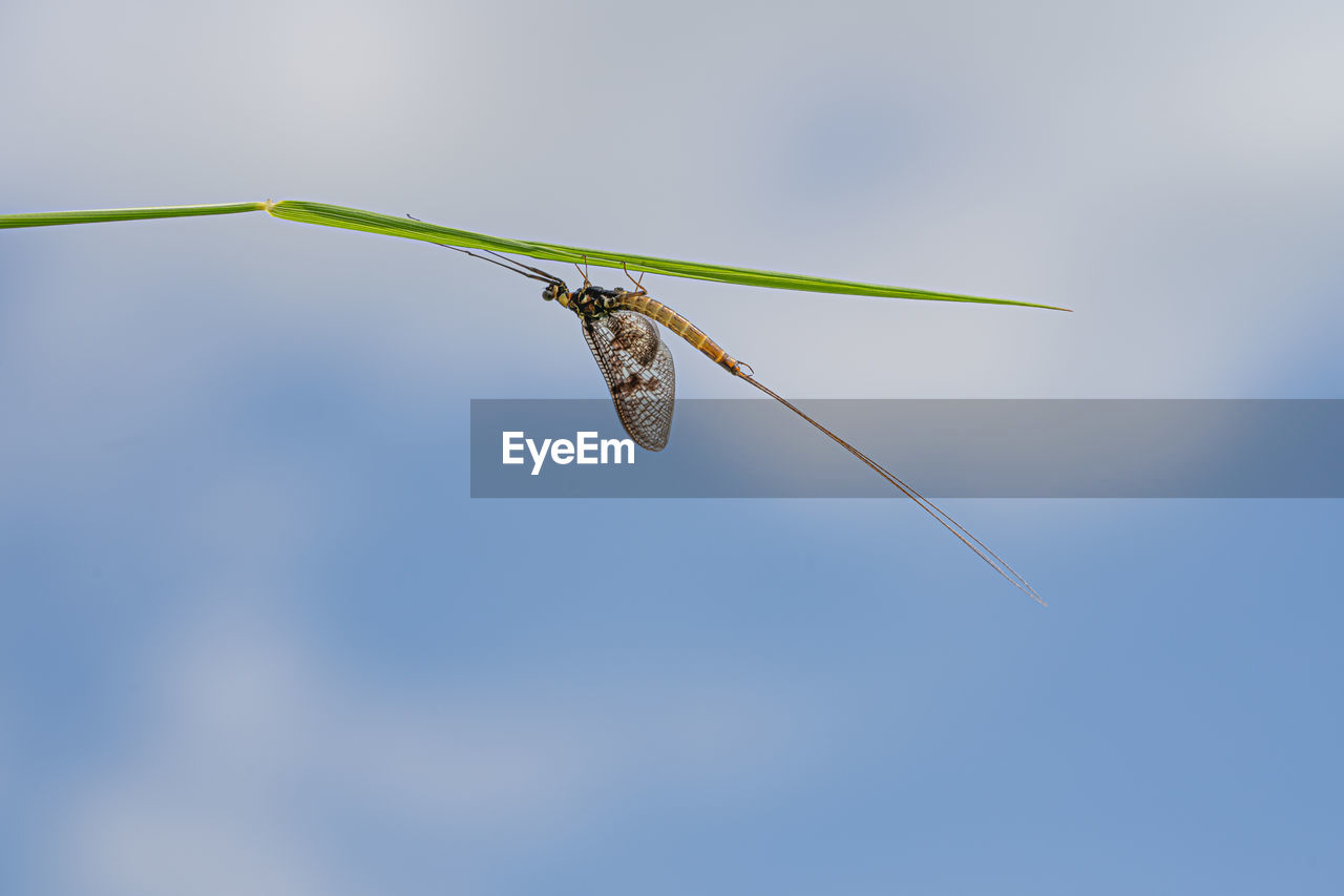 CLOSE-UP OF INSECT ON LEAF