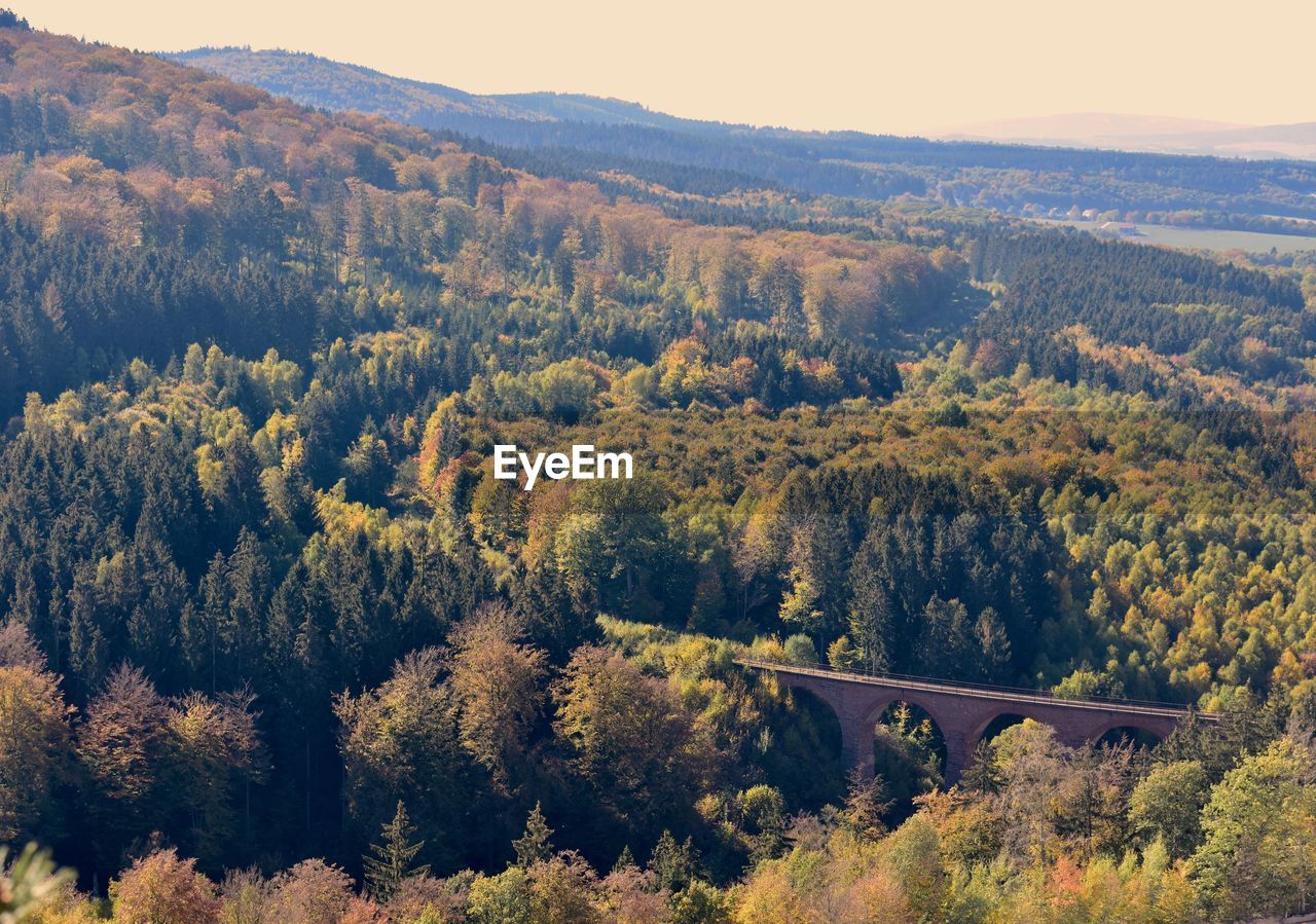 High angle view of trees in forest