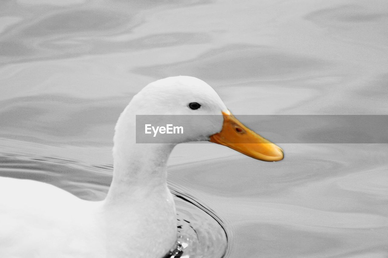 Close-up of swan swimming in lake