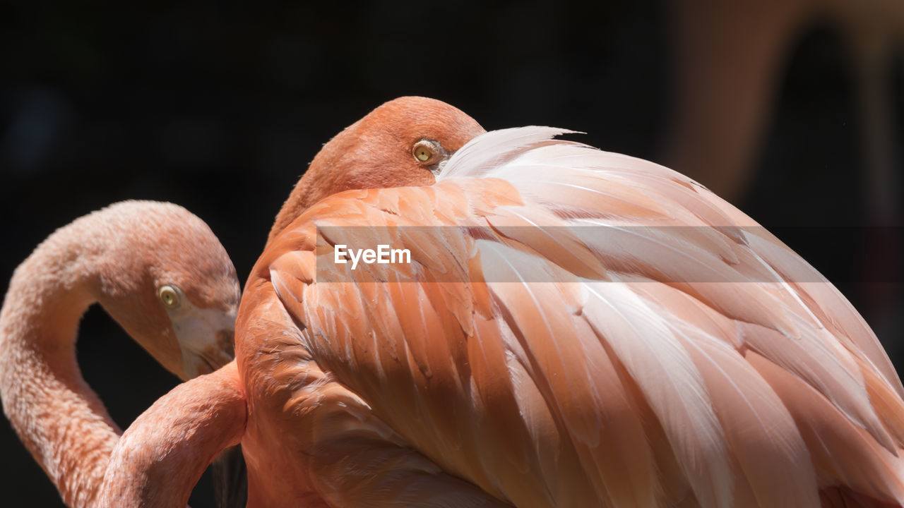 Red flamingo in the farm