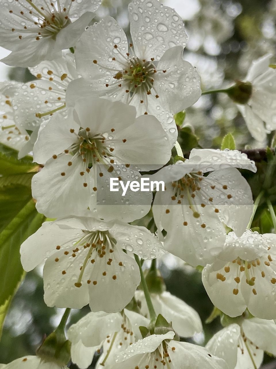 Close-up of white cherry blossom