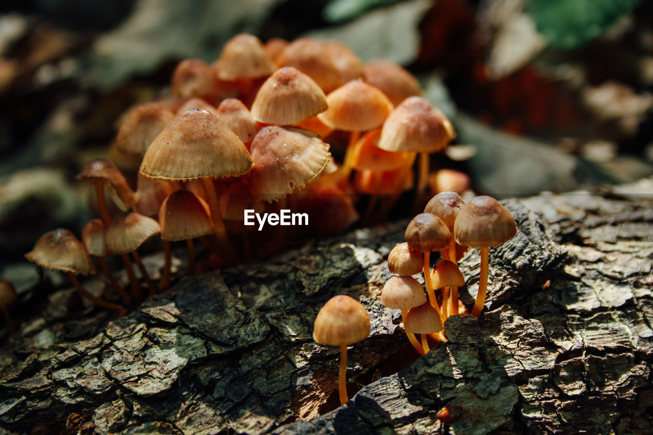 Close-up of mushrooms