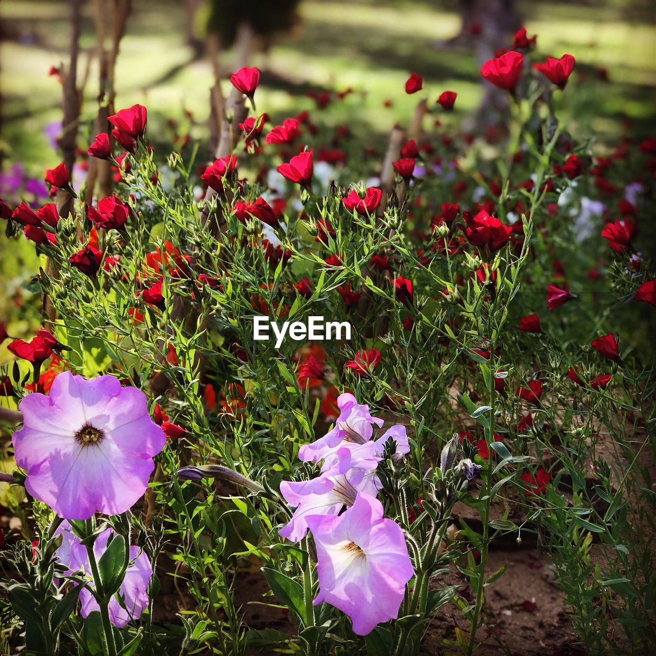 CLOSE-UP OF PURPLE FLOWERS BLOOMING IN PARK