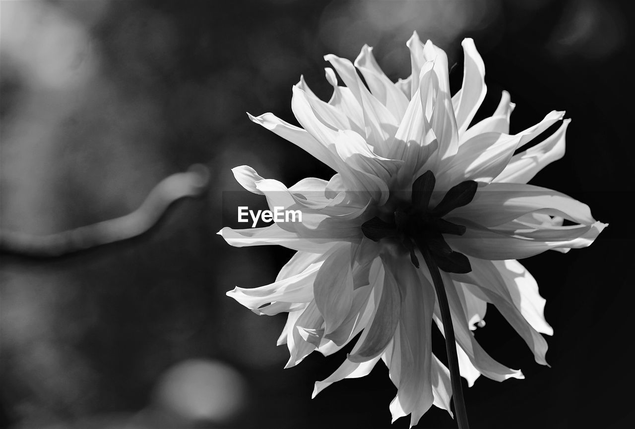 CLOSE-UP OF WHITE FLOWER