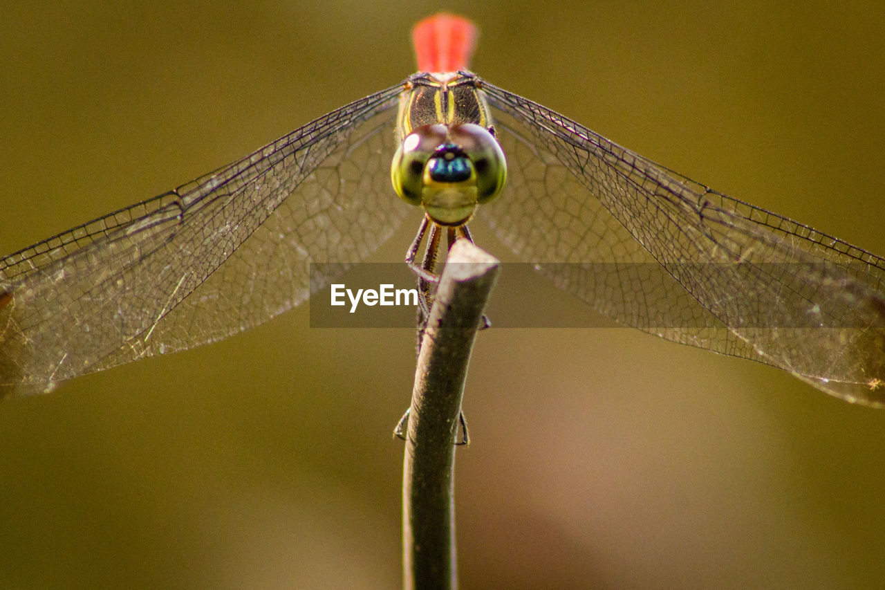 Close-up of dragonfly on twig