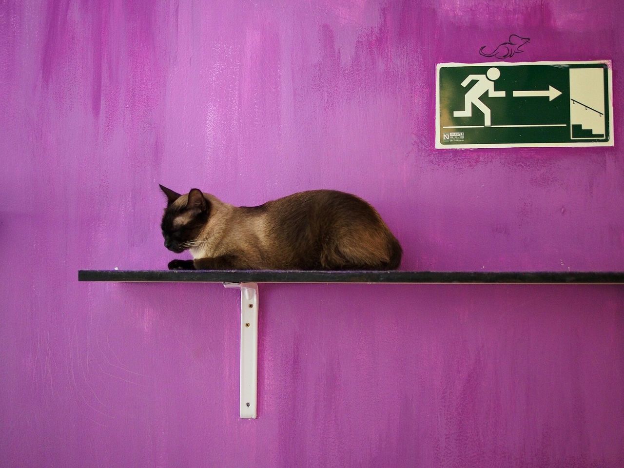 Close-up of cat lying on shelf against wall