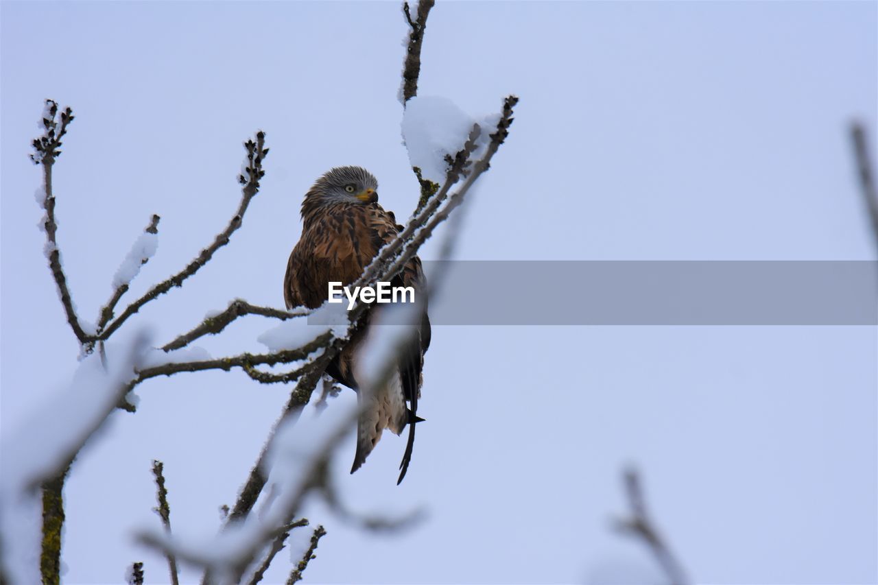 Low angle view of red kite perching on tree