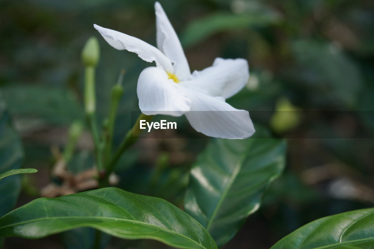 CLOSE-UP OF WHITE FLOWER BLOOMING