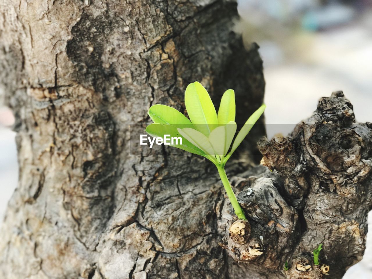 PLANT GROWING ON TREE TRUNK