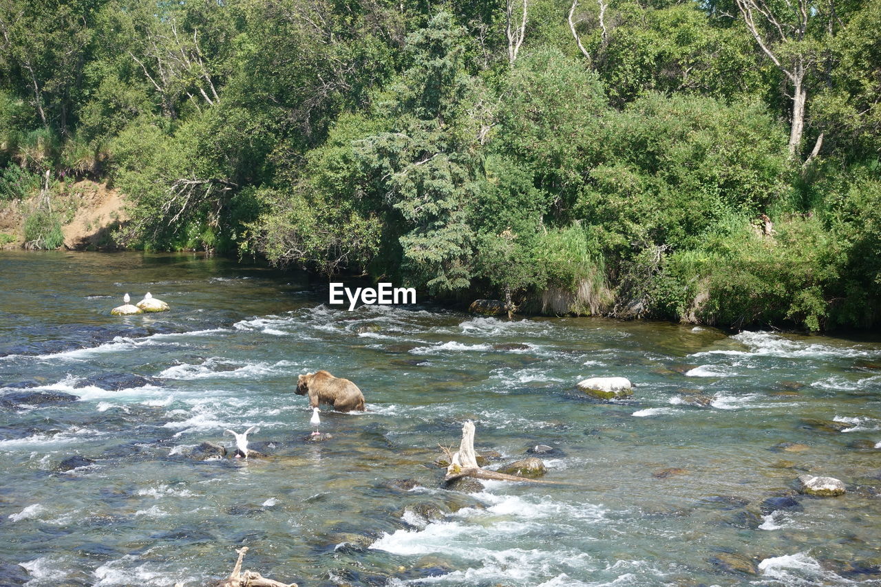 VIEW OF BIRDS IN WATER