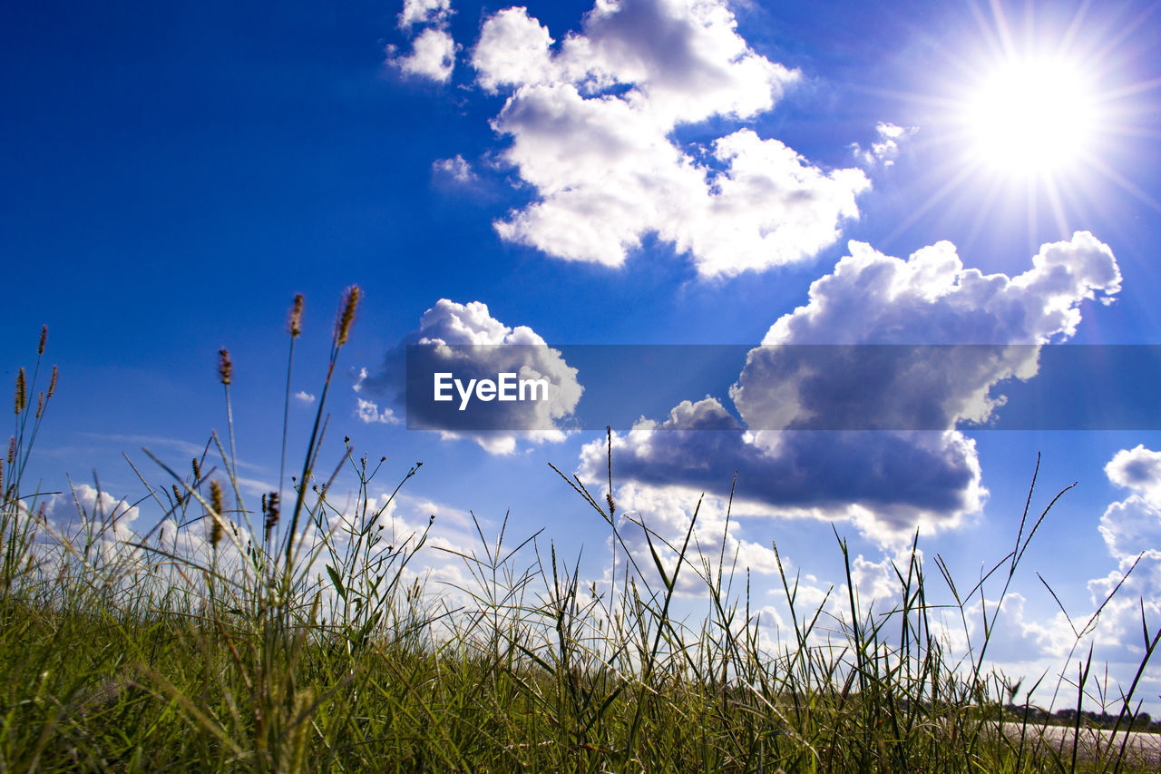 Low angle view of plants growing on field against sky