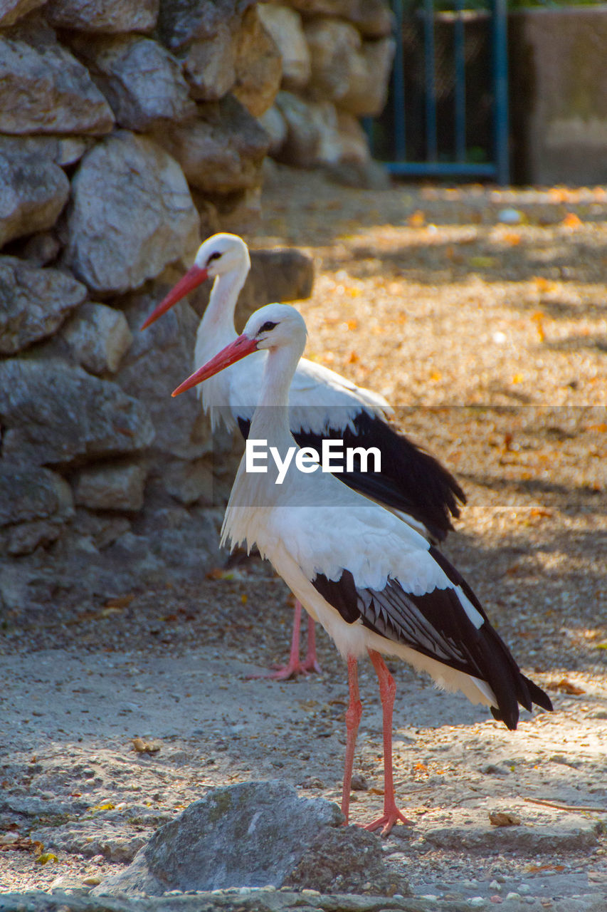 SIDE VIEW OF BIRD PERCHING ON A LAND