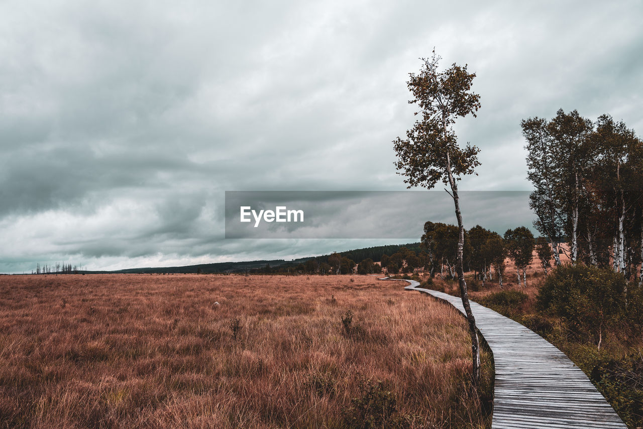 Moorland landscape of the high fens in autumn, belgium.