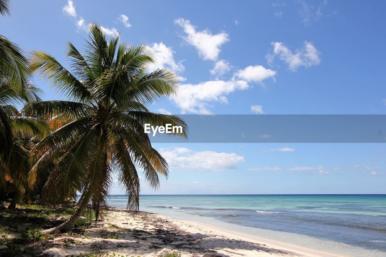 Palm trees on beach against blue sky